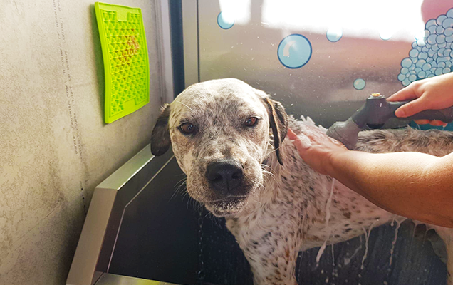 dog getting washed in the bath